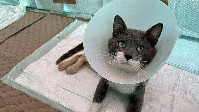 Scansano, il gatto Gastone ferito da una fucilata camminerà con un carrettino