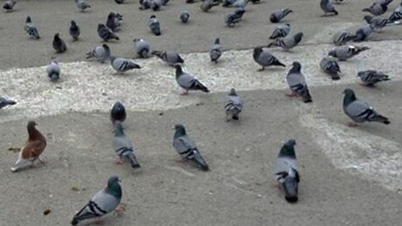 Ostaggio di piccioni e topi. A Piombino l’uomo che non può aprire le finestre di casa