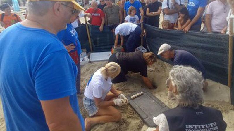 
	Esperti al lavoro in un nido di tartarughe (Foto di repertorio)

