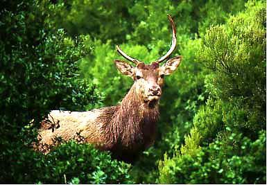 
	Un esemplare di cervo sardo

