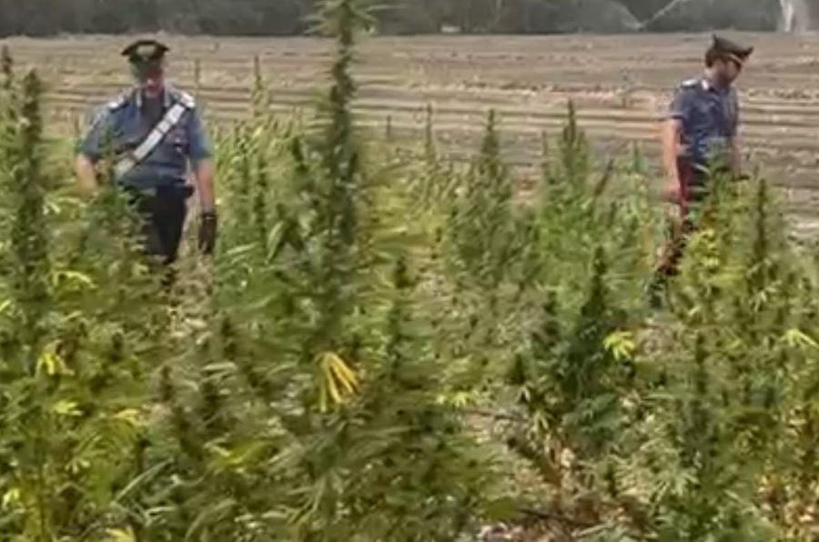 Scoperta una piantagione di marijuana nelle campagne di Sestu, arrestato un 41enne