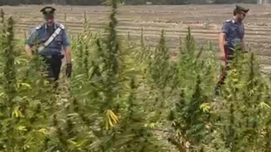 Scoperta una piantagione di marijuana nelle campagne di Sestu, arrestato un 41enne