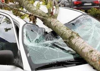 Pisa, albero cade e sfascia un’auto: comune condannato a risarcire