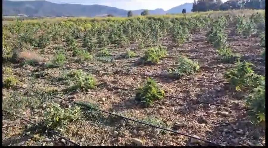 Un’altra vasta piantagione di cannabis in campagna, 4 arresti a Carbonia