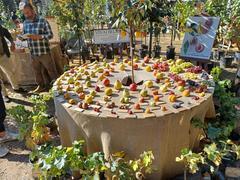 Livorno, Harborea al via tra mostra mercato, laboratori e la novità Caffè Letterario