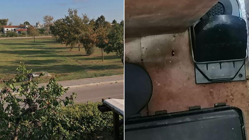Venturina, tenuti sotto assedio in casa propria: «In un mese ho catturato 78 topi»