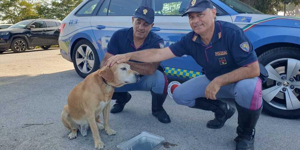 Albinia, cane impaurito vaga sull’Aurelia e la polizia stradale gli salva la vita