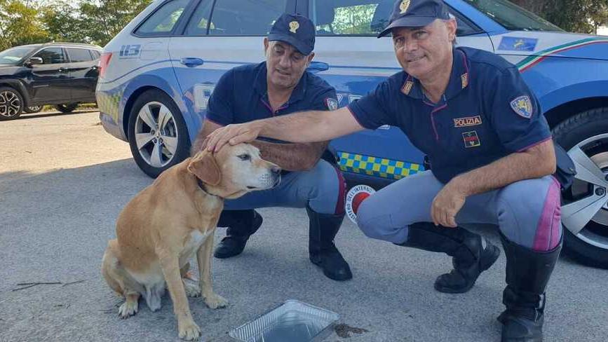 Albinia, cane impaurito vaga sull’Aurelia e la polizia stradale gli salva la vita