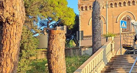 Castiglioncello, addio ai vecchi pini: altri abbattimenti nella pineta Marradi. Il Comune: «Fatto di tutto per salvarle»