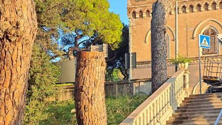 Castiglioncello, addio ai vecchi pini: altri abbattimenti nella pineta Marradi. Il Comune: «Fatto di tutto per salvarle»