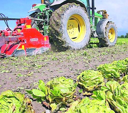 «Laore non ha il personale»: a rischio i sussidi degli allevatori 