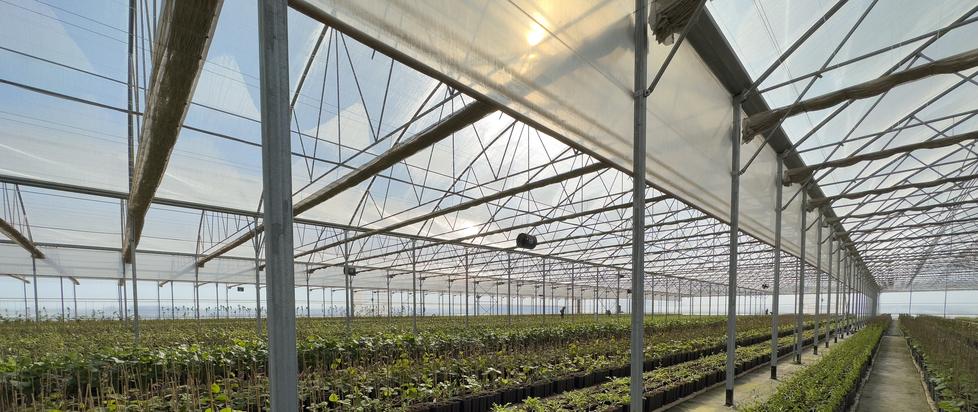 Unesco, a Ferrara l’irrigazione con la nebbia