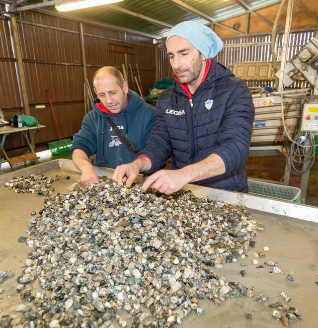 Ecco il sì alla raccolta delle vongole. Si potrà fare nelle acque interne