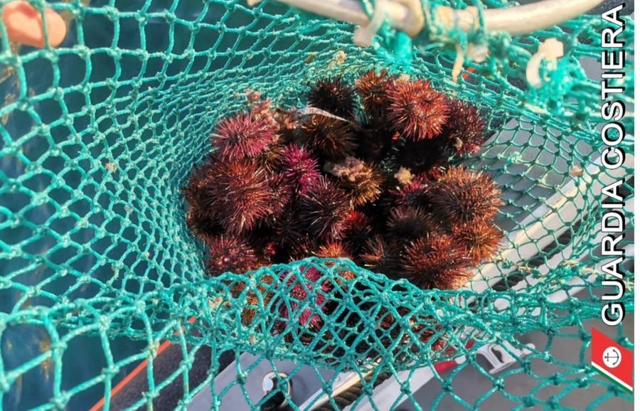 Cagliari, pesca 40 ricci di mare davanti alla Sella del Diavolo e paga 4mila euro di multa