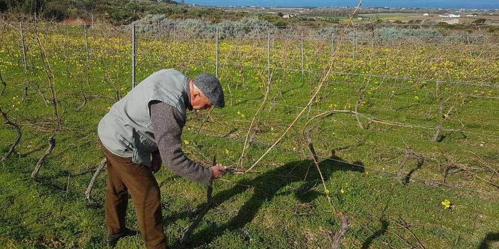 La Doc del Moscato compie 51 anni: festa per il vino di Sorso e Sennori 