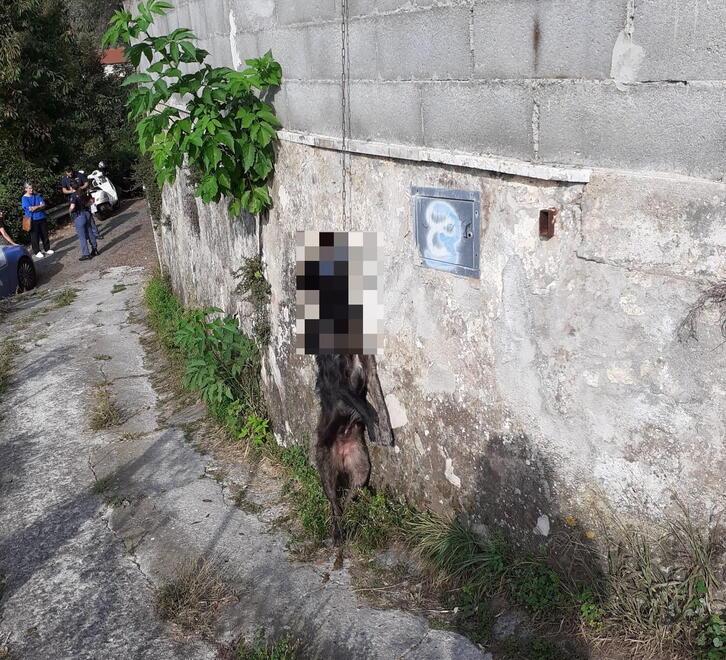 Una immagine del cane appeso alla catena