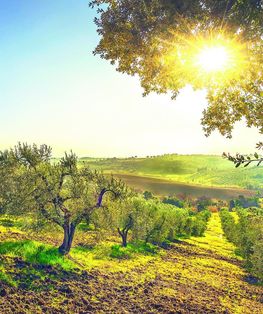 
	Un uliveto in Toscana: partono le prime spremiture (foto d&rsquo;archivio)

