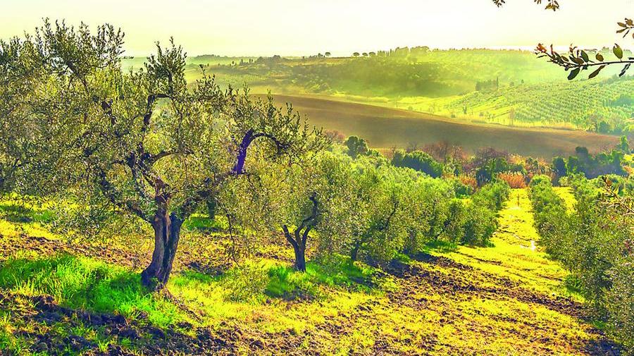 Un uliveto in Toscana: partono le prime spremiture (foto d’archivio)