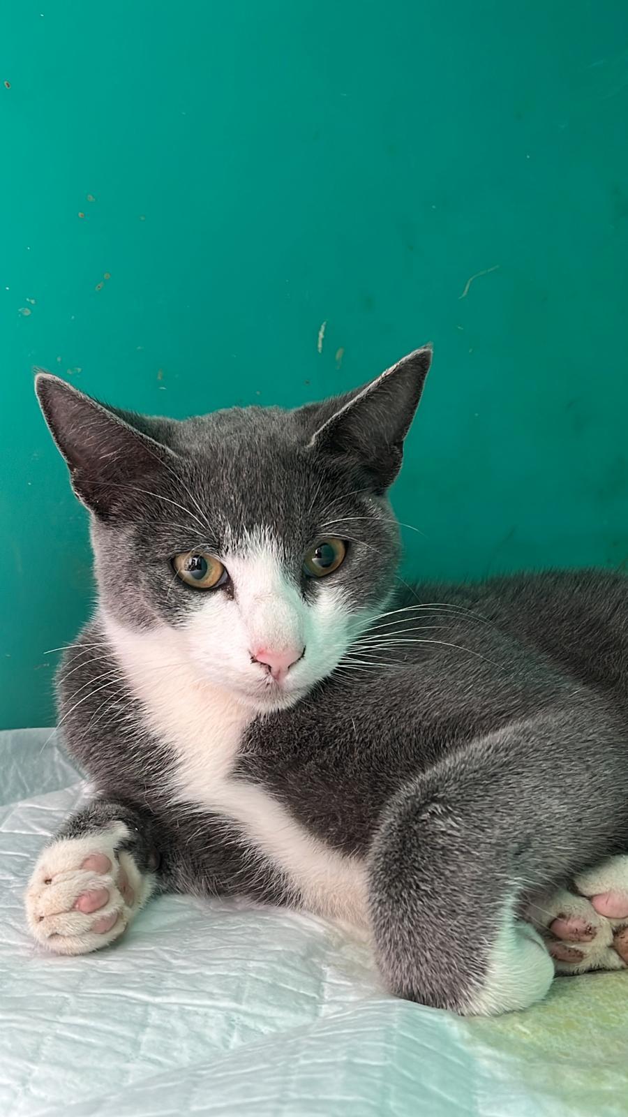 Il gatto Bolt