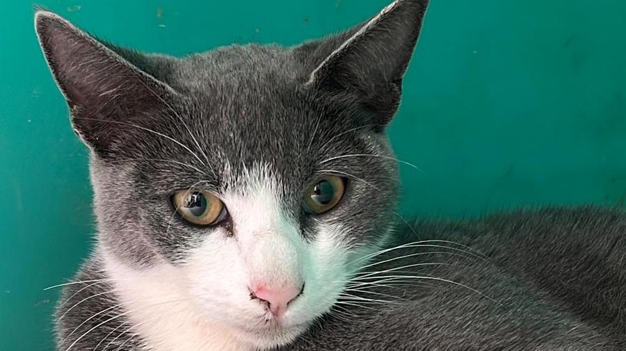 Il gatto Bolt