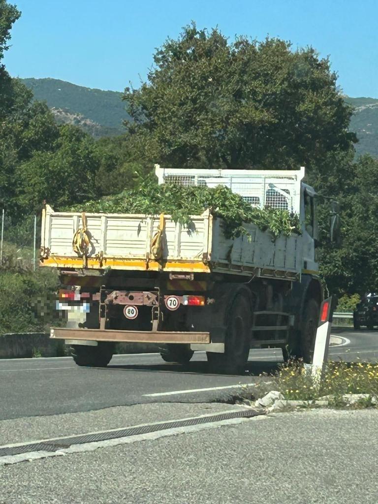 
	Uno dei camion con le piante della marijuana&nbsp;sequestrata

