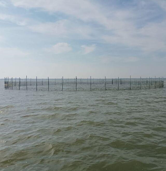 Goro, la scorta di vongole sta per finire: prezzi alle stelle per Natale