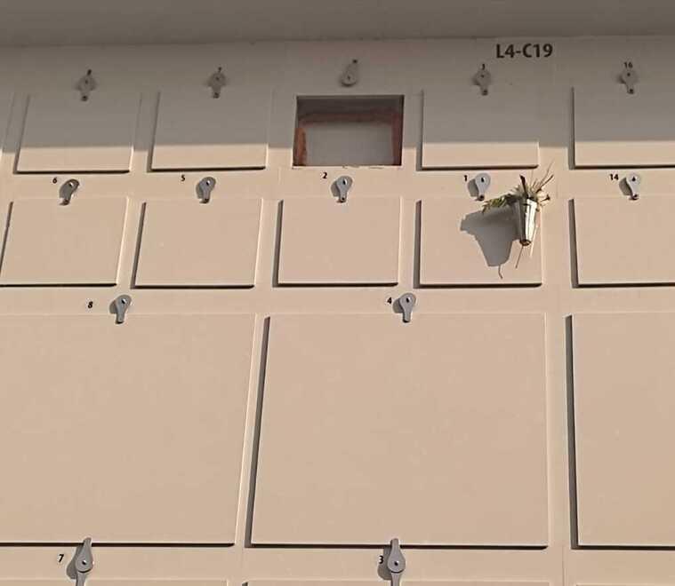 Comacchio, al cimitero si perde la bussola: «Ossari senza nome ed elenchi»