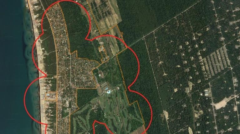Pisa, l’insetto che si nutre dei pini mette a rischio la pineta di Tirrenia