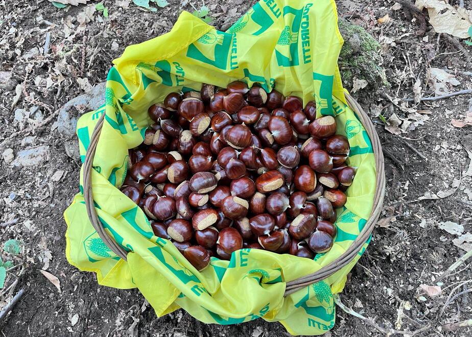 Amiata, preoccupazioni per le castagne: il clima ha prodotto grandi danni per la raccolta