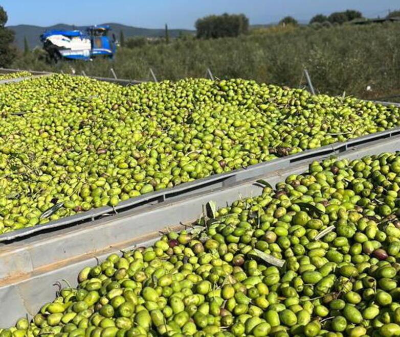 Castiglione della Pescaia, un successo gli olivi super intensivi. La resa è andata oltre le aspettative