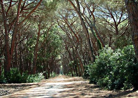 Orbetello, lo sfogo: «Noi aggrediti da un grosso cane lasciato libero da solo nel parco»