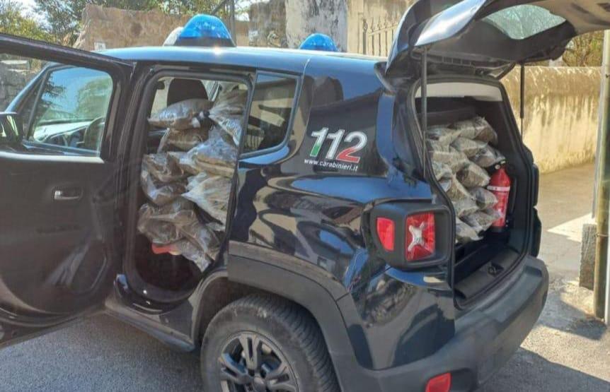 La Sardegna è il regno dei produttori di cannabis 