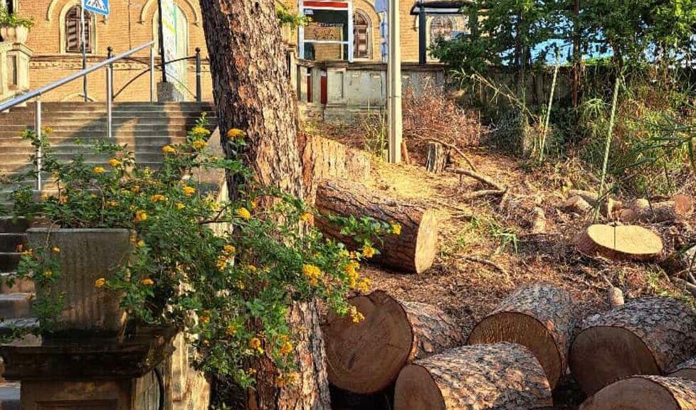 Tronchi tagliati lungo la pineta Marradi