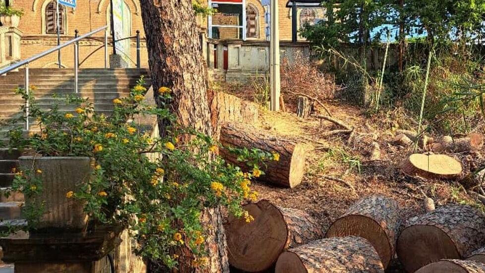 Tronchi tagliati lungo la pineta Marradi