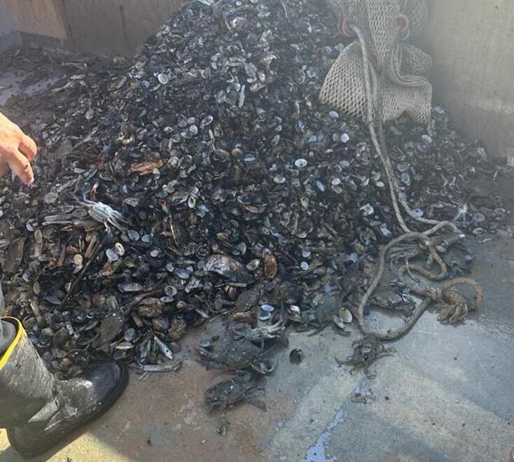 Comacchio, «le vongole sono tutte morte. Catastrofe senza precedenti»