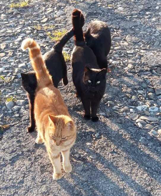 Sospetto veleno nella colonia felina. La polizia locale apre le indagini
