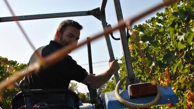 Ecco i migliori vini delle terre reggiane