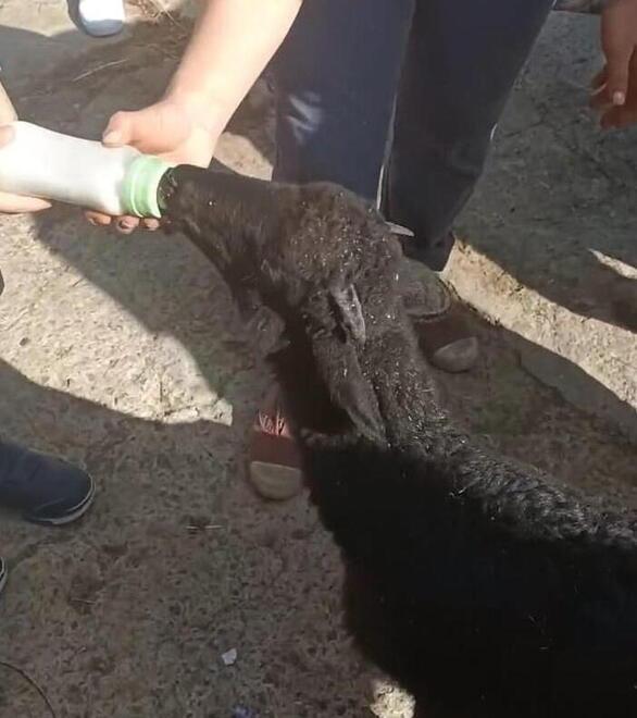 L’aggressione è avvenuta sulla collina di Forrottoli frazione di Quarrata