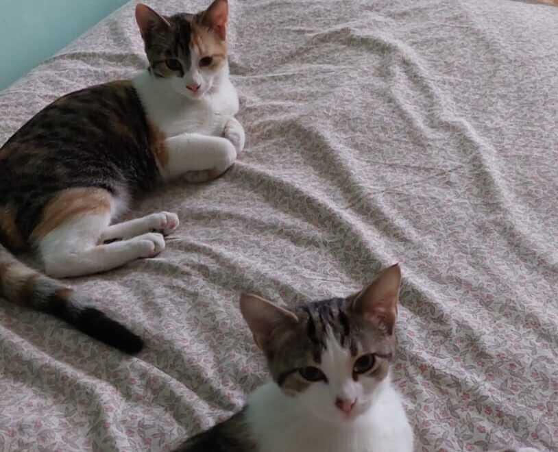 Dopo l’emergenza estiva ancora tanti gattini in attesa