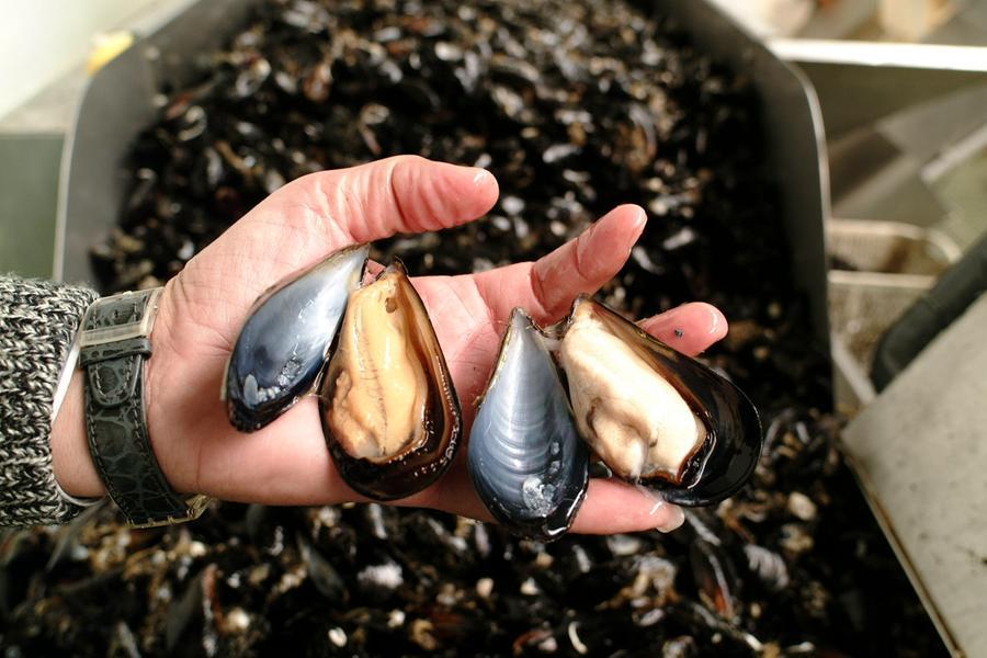 
	Cozze allevate

