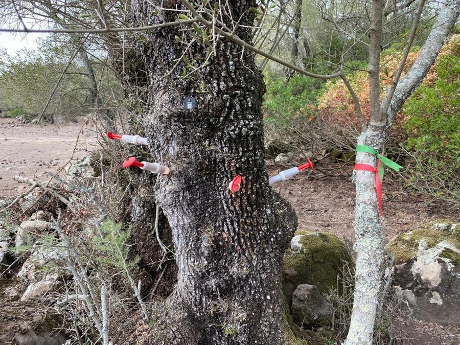 
	I trattamenti con siringhe in una delle dieci aree pilota

