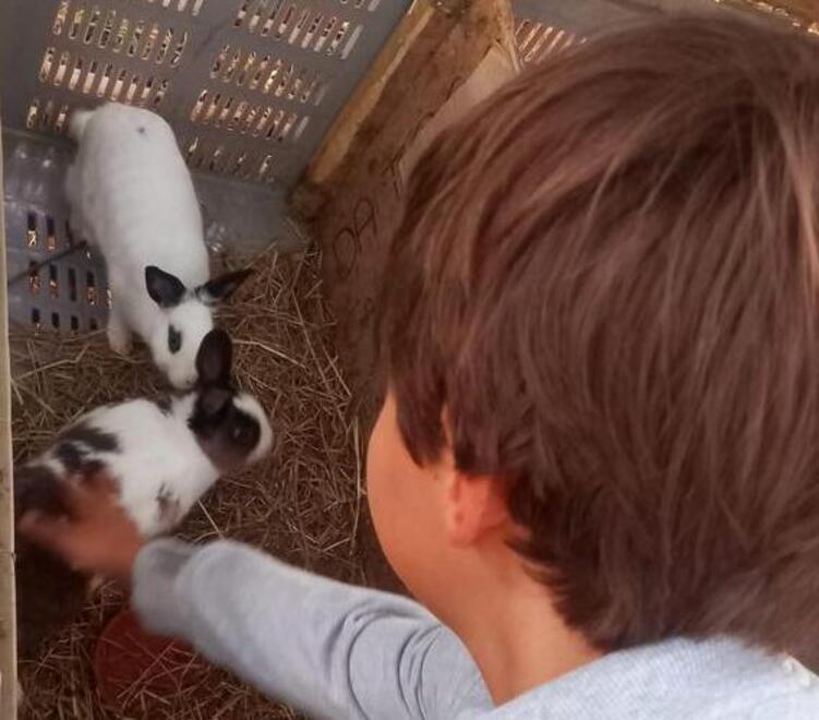 Bambino di nove anni salva sei conigli dalla macellazione: così ha convinto la proprietaria