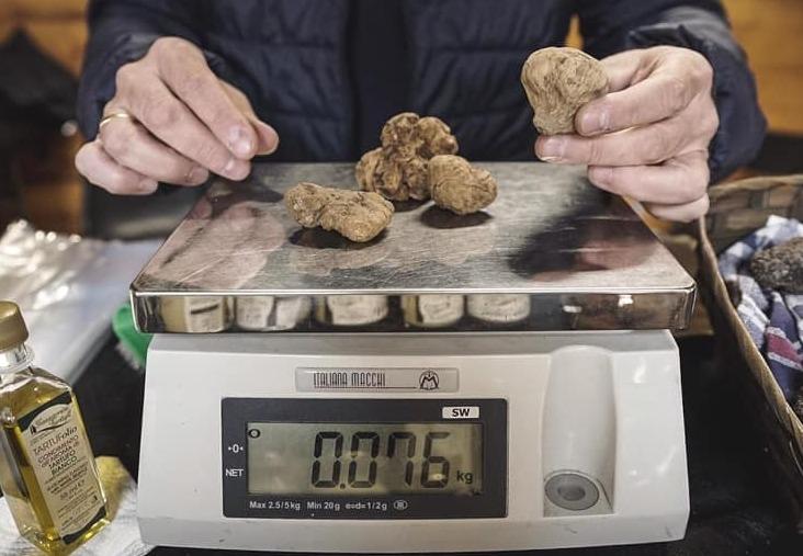 Volterragusto, atterrare nel regno dei tartufi bianchi