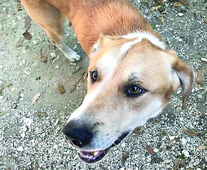Canile all’Elba: «Nulla da festeggiare, sarà un lager per animali»