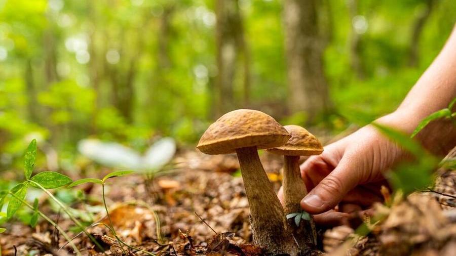 Arrivano i funghi: come fare una raccolta sicura e conservarli bene