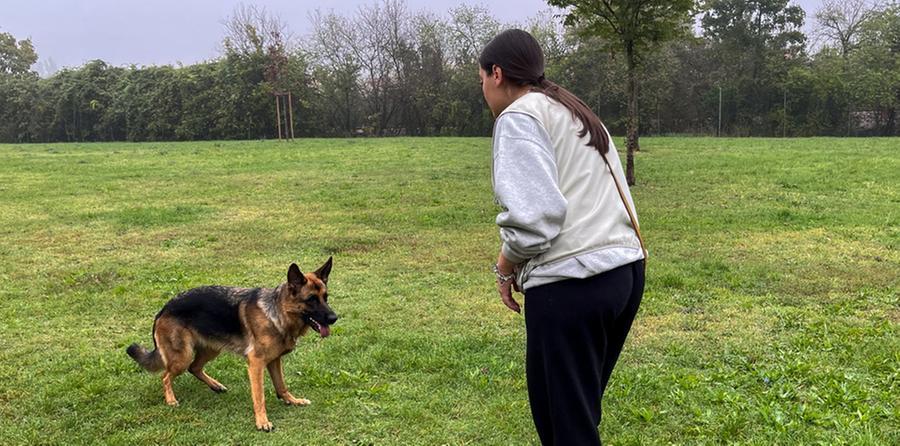 Ferrara, aree sgambamento cani, servono regole: «Mancano pulizia, rispetto e sicurezza»