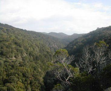 Una veduta della foresta di Tatti nella riserva del Berignone vicino a Volterra