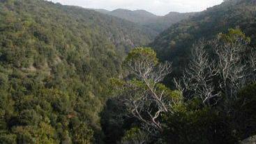 Una veduta della foresta di Tatti nella riserva del Berignone vicino a Volterra