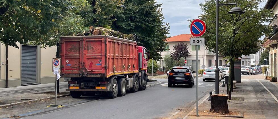 Nella foto di Nucci gli alberi abbattuti lungo il viale Martini a Monsummano