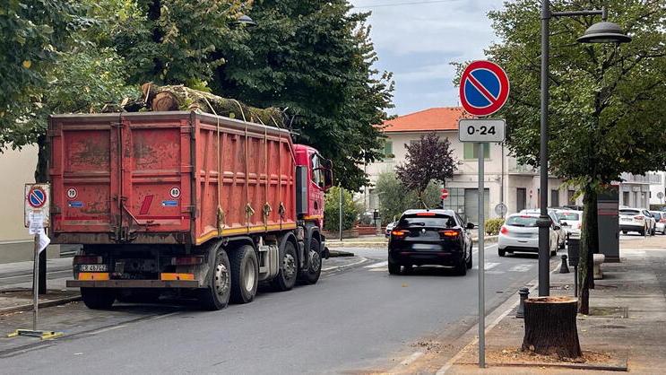Nella foto di Nucci gli alberi abbattuti lungo il viale Martini a Monsummano